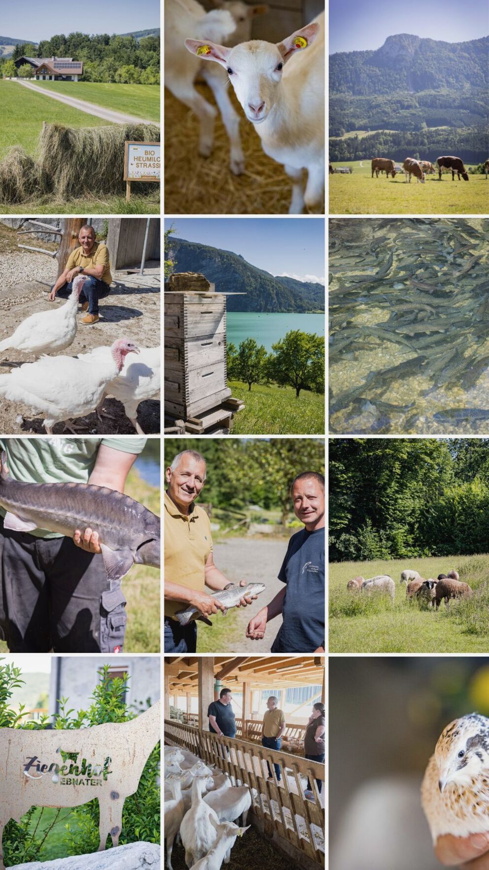 Eine Collage mit den verschiedenen Lieferanten des Schlosshotel Mondsees